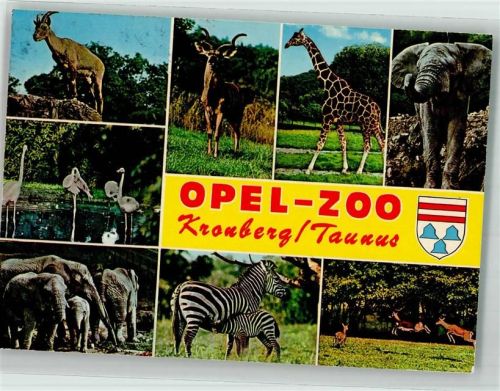 Kronberg Elefanten Giraffen Zebras Flamingos Steinbock Springbock