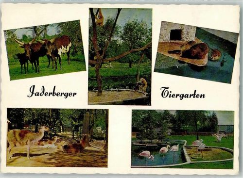 Jaderberg Watussi Rind Flamingos Affen Lama