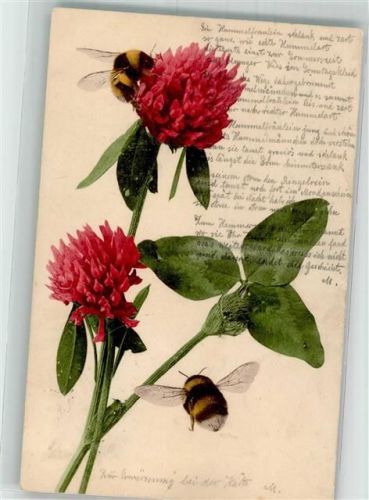 1904 Kleeblüten Verlag Martin Römmel Nr. 556 Farbenlichdruck