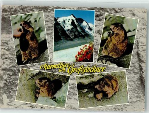 Murmeltiere Großglockner Hüttenstempel