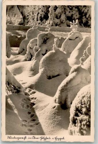 Holzhau 1938 Verschneiter Tannenwald Verlag Adam Nr. 7756