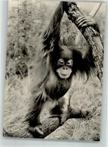 Dresden Orang Utan Robin