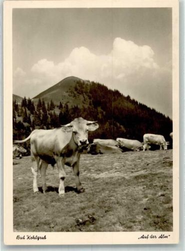Bad Kohlgrub Auf der Alm Kühe