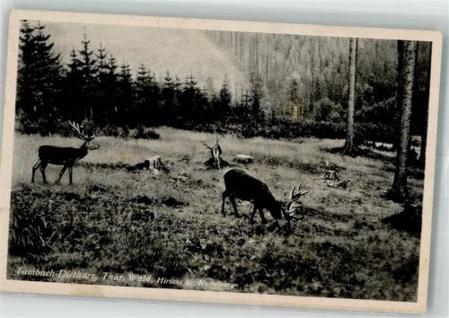 Tambach-Dietharz 1949 Hirsche am Nesselberg