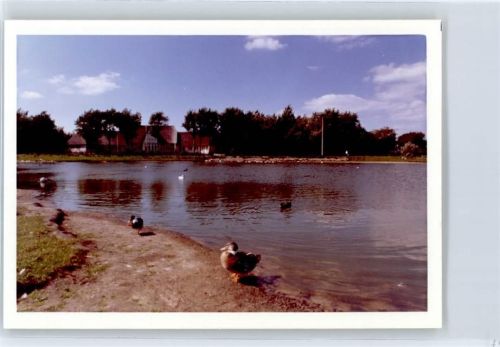 25938 W2270 Nieblum - Enten , Fotoabzug