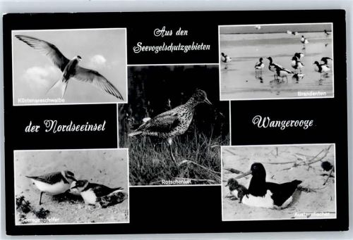Wangerooge Seevogel Schutzgebiet AKU1