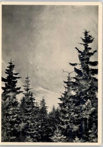 No. 515 , Willi Kriegel , Morgen