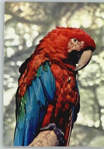 Grünflügel Ara, Zoo Frankfurt