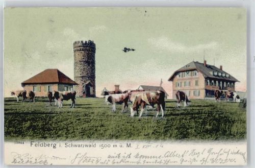 79868 W7828 Feldberg , Schwarzwald - Kuhweide
