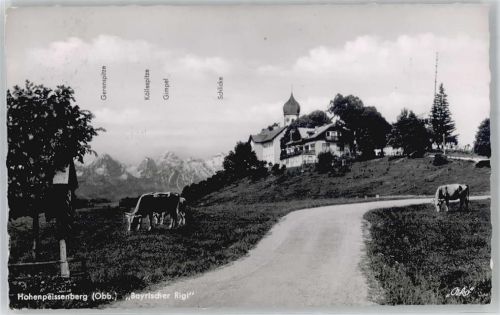 Hohenpeißenberg Berggasthof Bayrischer Rigi, Kuh