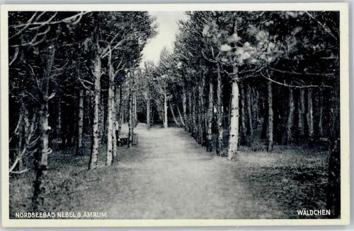 25946 W2278 Nebel , Amrum - Wäldchen