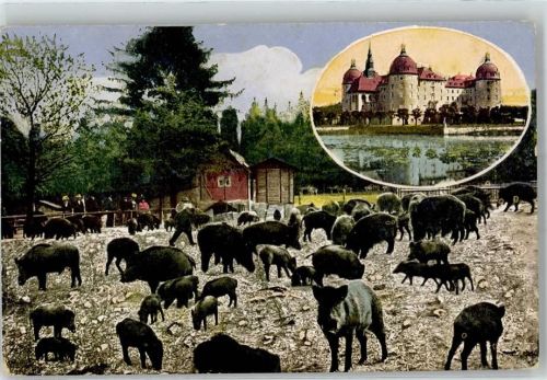 Moritzburg Wildschweinfütterung