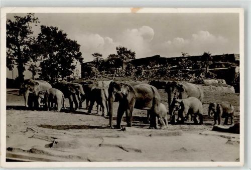 Stellingen Carl Hagenbecks Tierpark Elefanten Freisichtanlage
