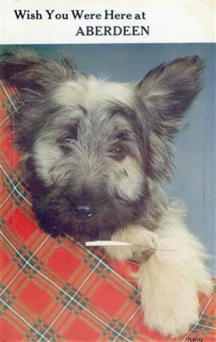 Aberdeen Aberdeen (Großbritannien) Leporello, Hund I-