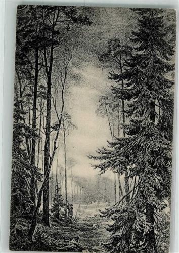 Kurort Oybin Ein lichter Tannenwald