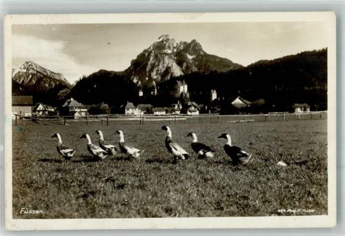 Füssen Enten
