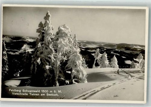 Feldberg 1928 Winter Tannen am Seebuck