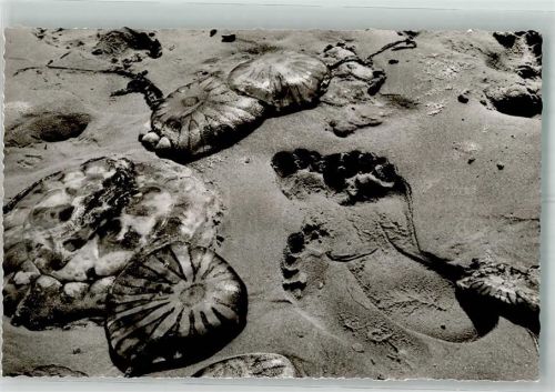 Borkum Quallen am Strand