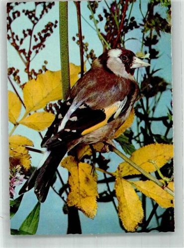 Vogel auf Herbstlaub