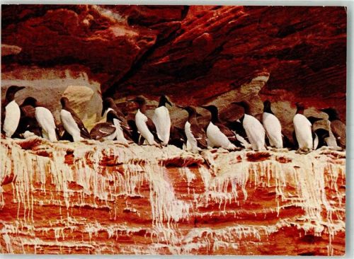 Helgoland Trottellummen Fotograf Otto Kraft