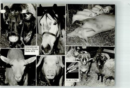 Charlottenburg Ausstellung Internationale Grüne Woche 1979 Pferd Ziege Schwein