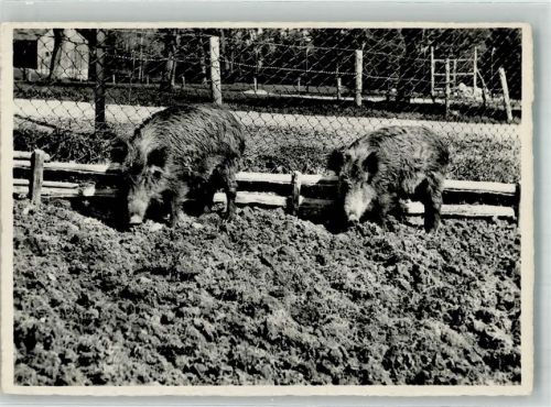 St. Gallen Wildpark Peter u. Paul