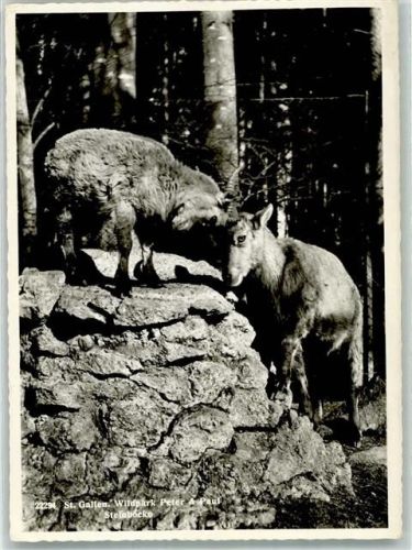 St. Gallen Steinböcke Wildpark Peter u. Paul