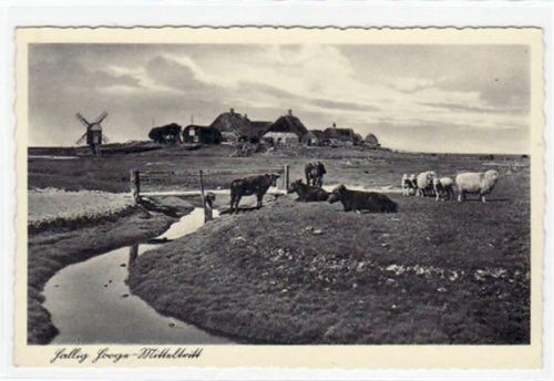 Hallig Hooge mit Warft Mitteltritt ungelaufen Gute Erhaltung.