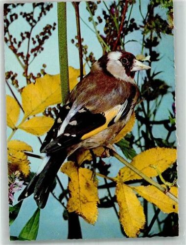 Vogel auf Herbstlaub