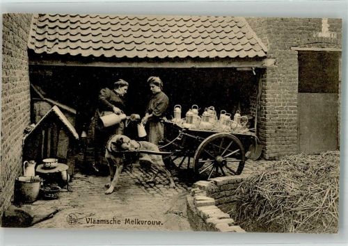 Vlamsche Milchfrau