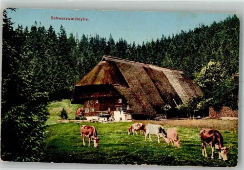 1911 Kühe