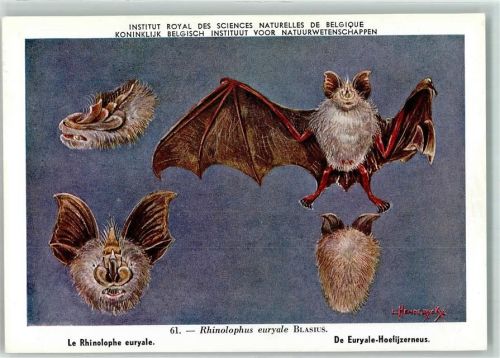 Institut Royal des Sciences Naturelles de Belgique Nr. 61 Fledermaus sign. L. Henderickx Tier Künstlerkarte