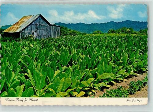 1966 Tobacco ready for Harvest