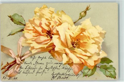 1902 Gelbe Rose AK
