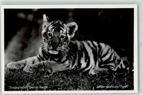 Tiergarten Zoologischer Garten junger Sibirischer Tiger