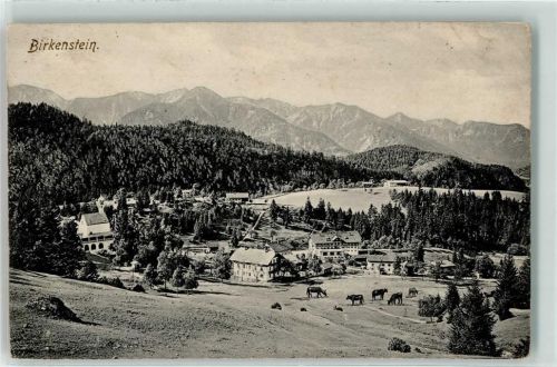 83730 W8165 Birkenstein 1911 - Rindvieh