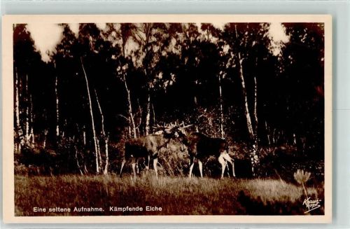 Kämpfende Elche Nr 1001