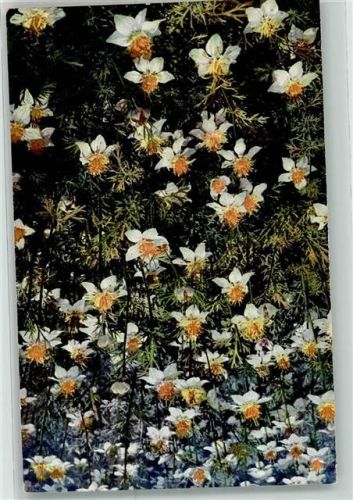 Arzneipflanzen XVII.Folge Nigella sativa L. Schwarzkümmel Römischer Koriander