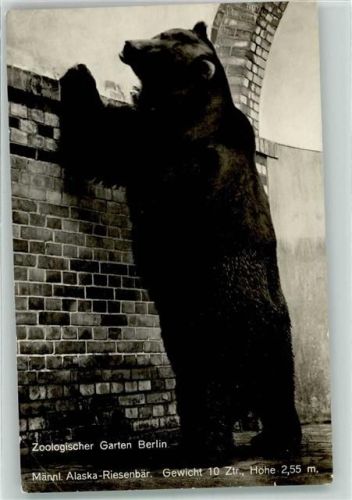 Tiergarten Männl. Alaska-Riesenbär