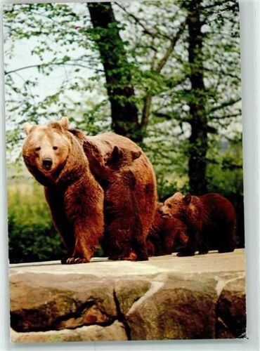 Tiergarten Braunbär mit Jungen Zoologischer Garten