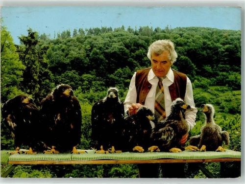 Haßmersheim 6 gezüchtete Seeadler m. Klaus Fentzloff Deutsche Greifenwarte Burg Guttenberg