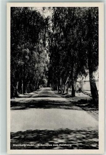 Sternberg Birkenallee