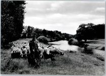 21376 W2125 Salzhausen , Lüneburger Heide - Schafherde mit Schäfer