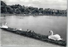 49196 W4518 Bad Laer - Schwan