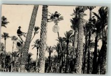 Elche Elx - Cogendio datiles Landwirtschaft AK