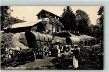 Cartin Tea from Factory