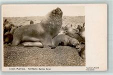 Rio Gallegos - Lobos Marinos Territorio Santa Cruz