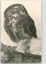Eule