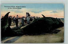 Atlantic City Enormous Whale Washed Ashore on the Atlantic Coast AK Wal 1914
