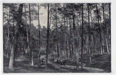 Berlin Wilmersdorf, Grunewald mit Waldpartie gelaufen von 1910. Gute Erhaltung.
